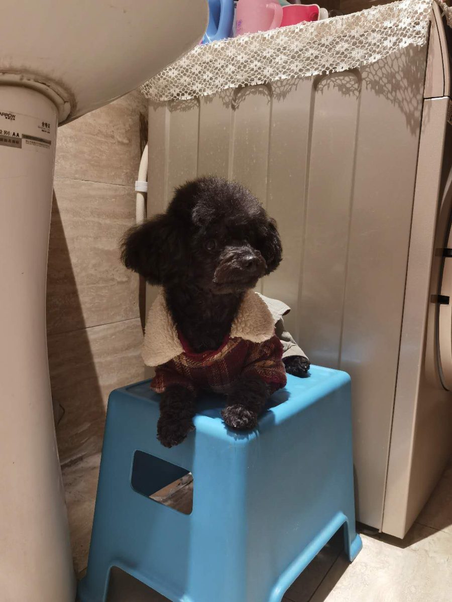 The Little Boss