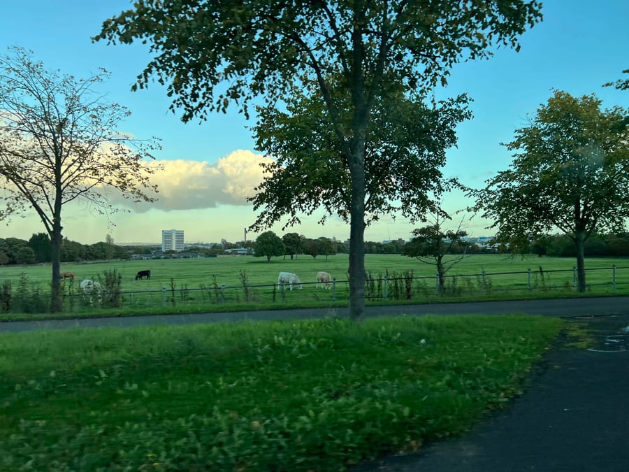 Cows at the City's Edge